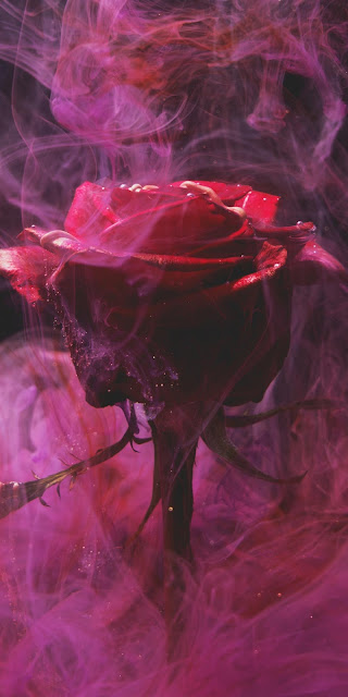 Smoke Rose Flower Wallpaper