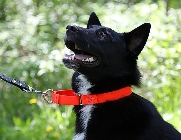 dog-with-martingale-collar