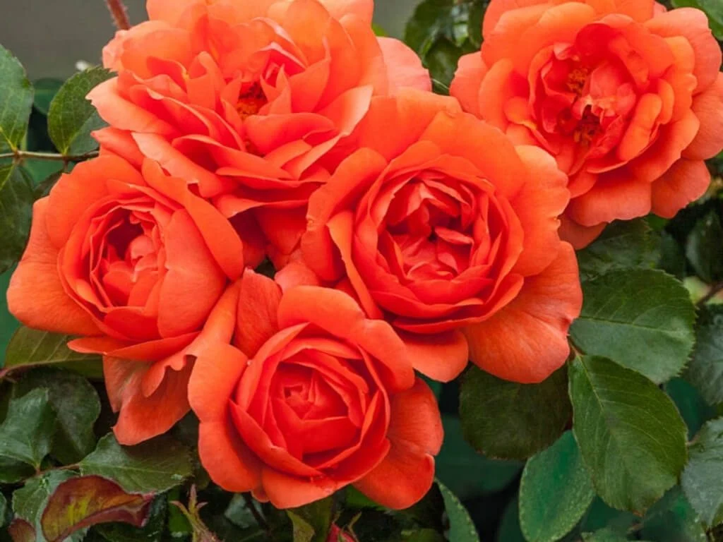 Orange Rose Flower Pictures - Flower Pictures - Flower Pics 2023 Images, Pictures Download - Different Flowers Pictures - fuller chobi - NeotericIT.com