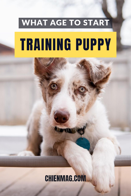 Right Age to Start Training Puppy
