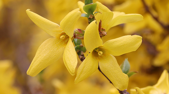 Flowering shrubs like forsythia are perfect for your marietta georgia yard