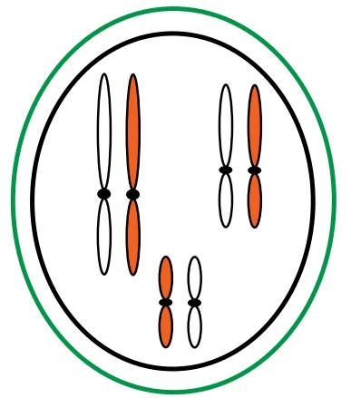 A figura representa uma célula diploide utilizada para a análise de alguns mecanismos moleculares que ocorrem durante o ciclo celular.