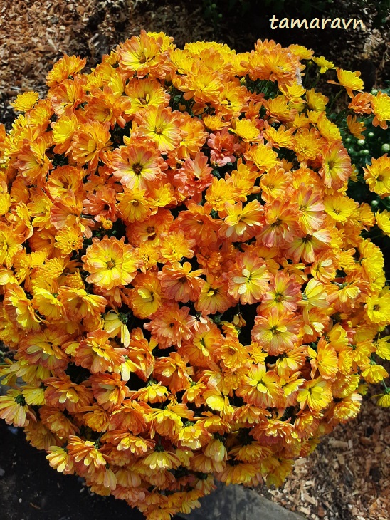 Хризантема (Chrysanthemum)