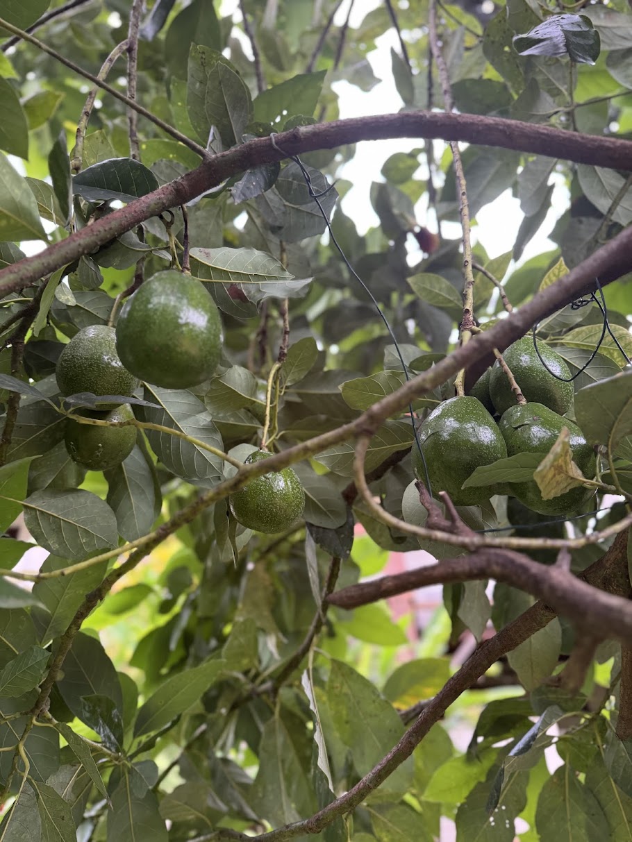 Frutíferas do sítio Arte na Cura