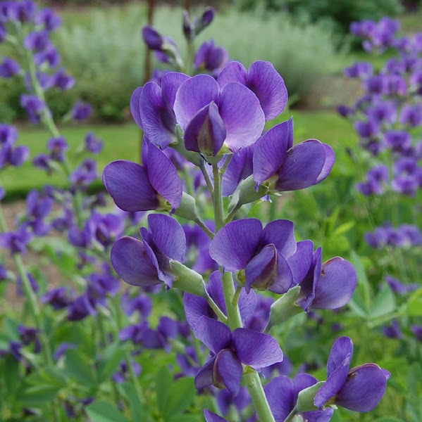 Wild Indigo Plant