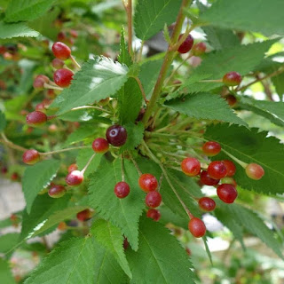 Prunus 'Brilliant'