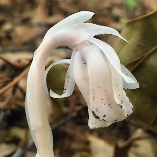 Forest Ghost Flower