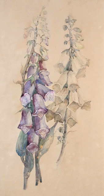 Watercolour of two spikes of purple-pink and creamy-yellow foxgloves, "Untitled (Foxgloves)," by Scottish artist A.W.S. Munro.