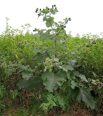 Arctium lappa