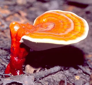 Ganoderma Mushroom Buyback