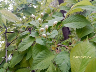 Вишня Максимовича / Черёмуха Максимовича (Cerasus maximowiczii, =Prunus maximowiczii, =Padus maximowiczii)