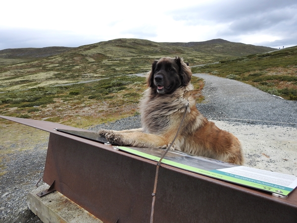 Hjerkinn leonberger