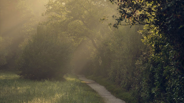 forest path in the morning trees