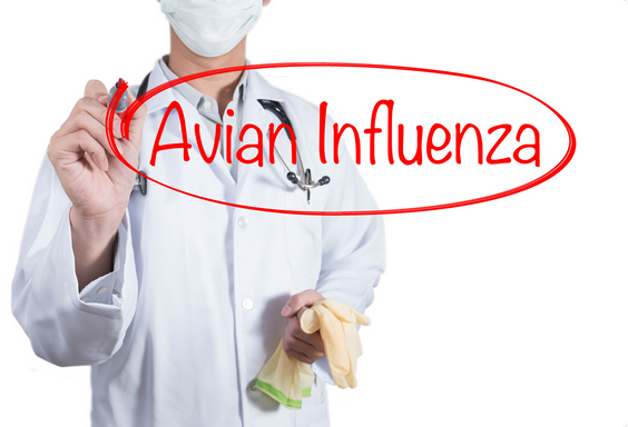 Avian influenza illness