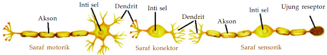 Susunan Sistem Saraf Manusia