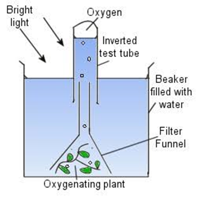 oxygen is given out during photosynthesis