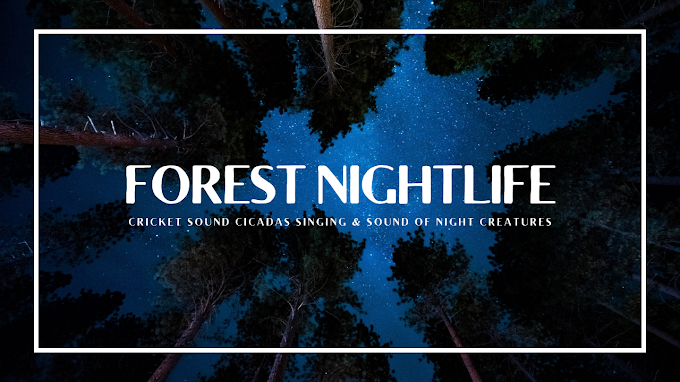 Forest Nightlife 🌿 Cricket Cicadas Fireflies Owl and Other Sound 🌿 Peaceful Atmosphere for Sleep