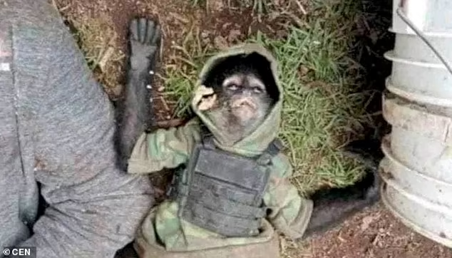 Pet monkey in bulletproof vest is found dead next to its 'criminal' owner after Mexican cartel shootout with police (photos)