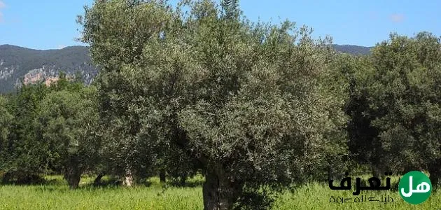 شجرة الزيتون وفوائدها