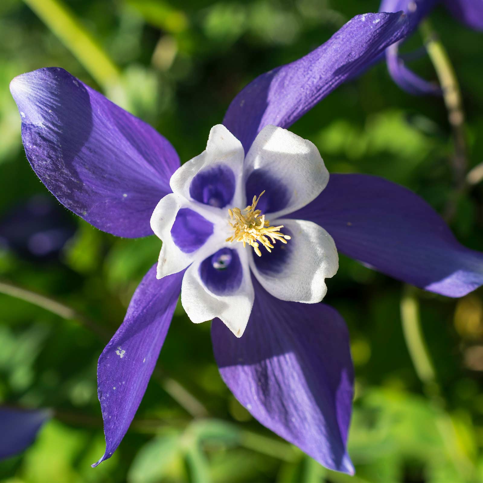 Columbine Flower Images