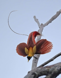 Bird-of-Paradise