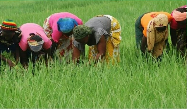 Alt: = "photo showing women working in rice field