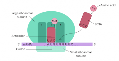 Enzymes  involved in Translation