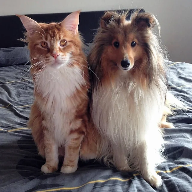 Small-to-medium-sized dog compared to a Maine Coon size