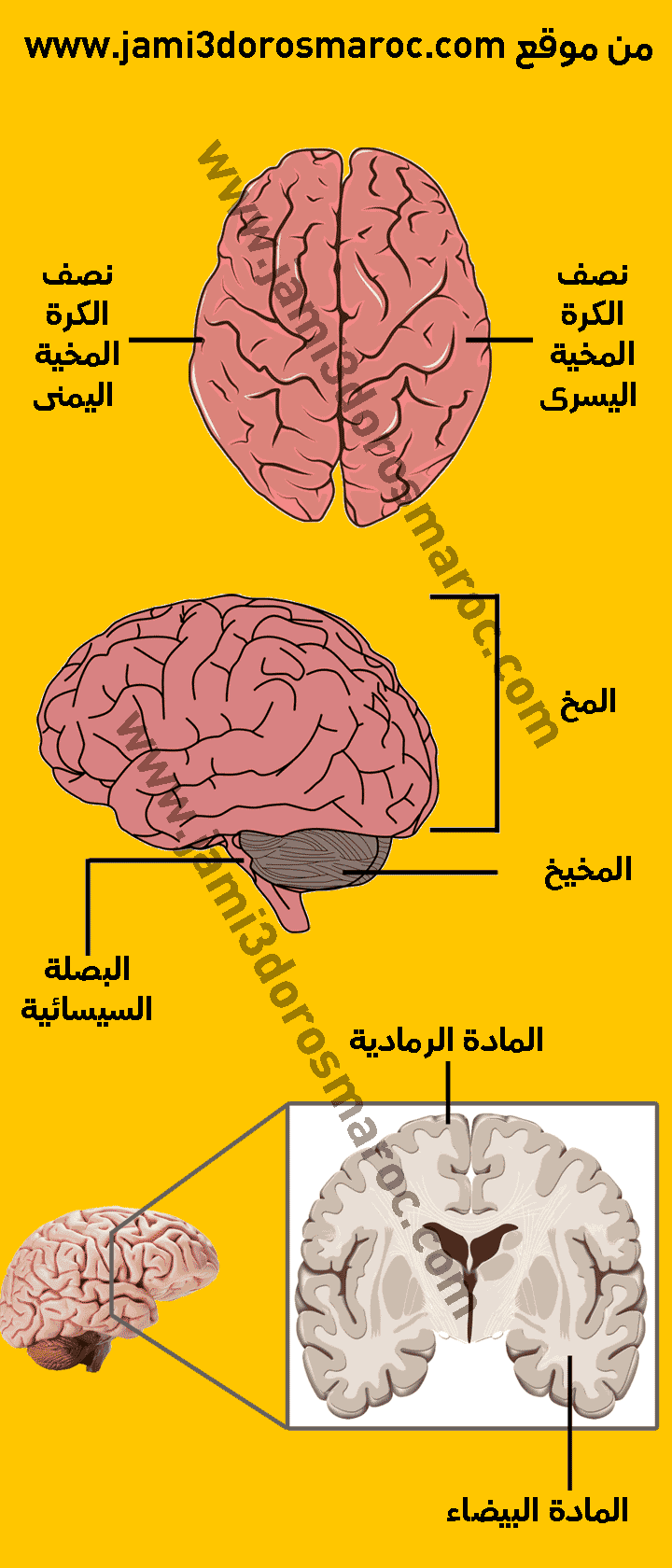 بنية الدماغ