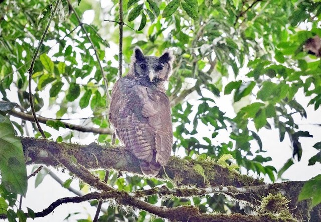 Rara coruja fotografada na natureza pela primeira vez.