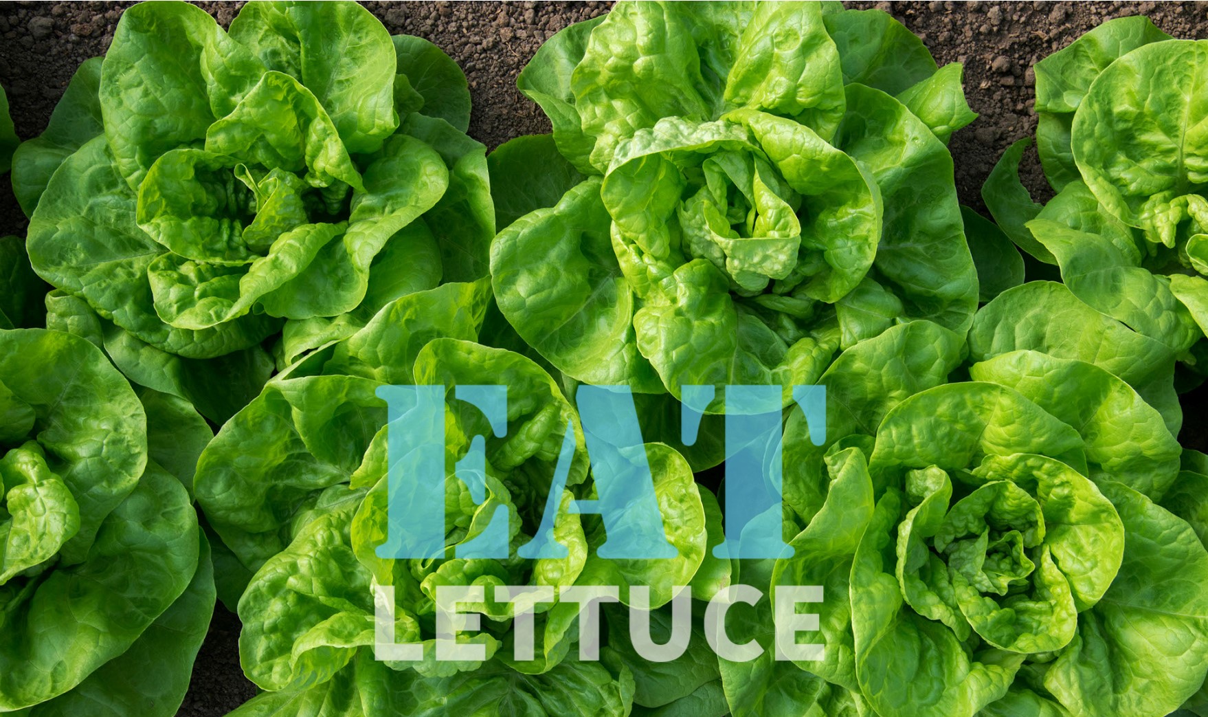 Benefits of eating Lettuce for health