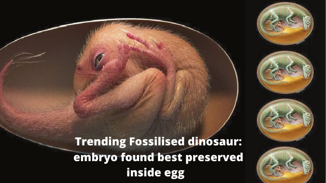 Trending Fossilised dinosaur: embryo found best preserved inside egg  