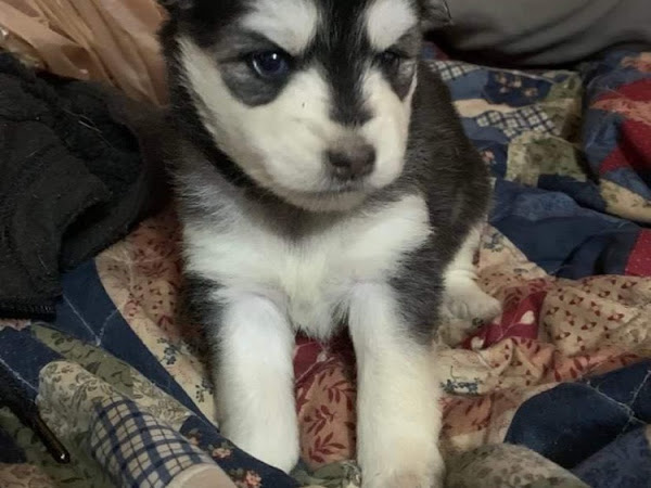 Black and Female with Blue Eyes Available 3-8-2022