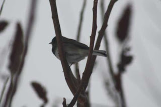 Dark-Eyed Junco Downsview Park