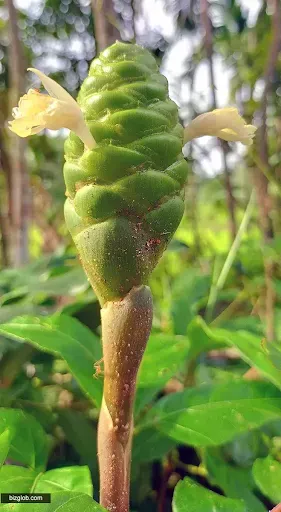 Shampoo ginger, Pinecone ginger, കാട്ടിഞ്ചി, മലയിഞ്ചി, കോലിഞ്ചി