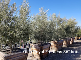 Olive Fruitless