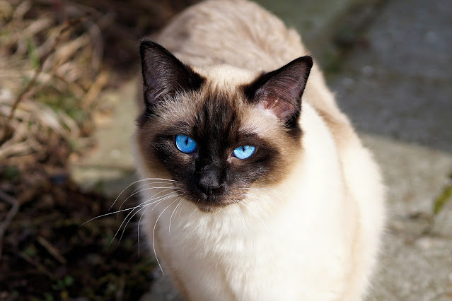Siamese Cats - Do You Really Want One?