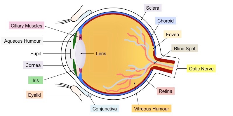 Sense organs, the eye parts and functions form 2 biology notes and online exams Somali secondary students Ombiology4u
