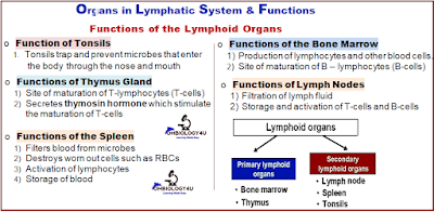 Lymphoid organs and their functions, lymphatic system, revision biology notes, Ombiology4u