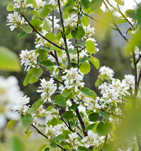 Amelanchier alnifolia 'Regent'