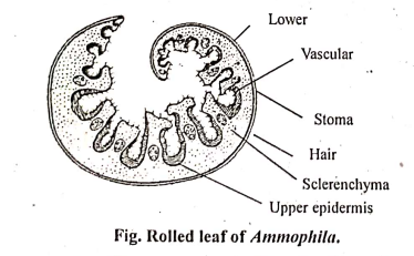 Anatomical Adaptation in Xerophytes