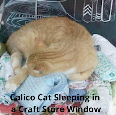 Calico cat sleeping in the window of a craft store.