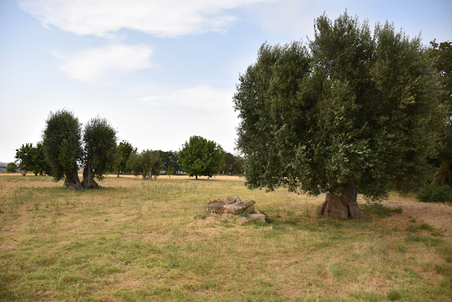 Gli ulivi de Le Grotte di Sileno