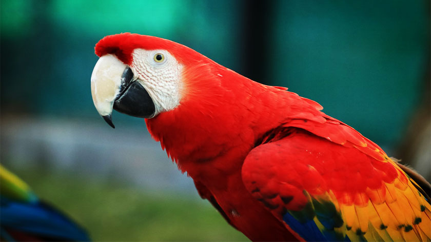 macaw, macaw parrots, blue macaw, scarlet macaw, macaw bird, spix macaw, blue and gold macaw, burung macaw