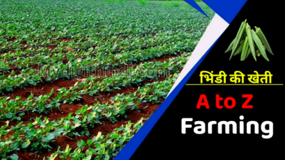 भिंडी की खेती | okra cultivation | भिंडी की खेती से सम्बंधित जानकारी | Information related to ladyfinger cultivation