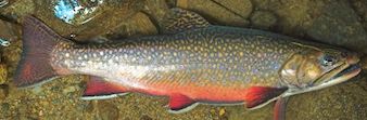 Tennessee Brook Trout