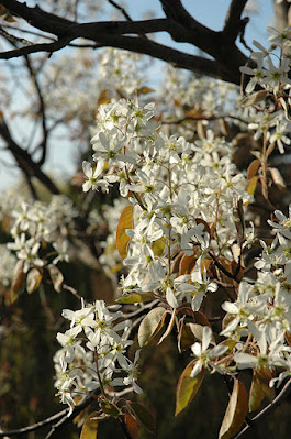 Amelanchier x grandiflora 'Cumulus'