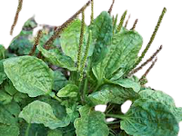 Health-Info-Plantain-Herb-01-healthnfitnessadvise.com