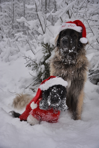 leonberger cocker spaniel