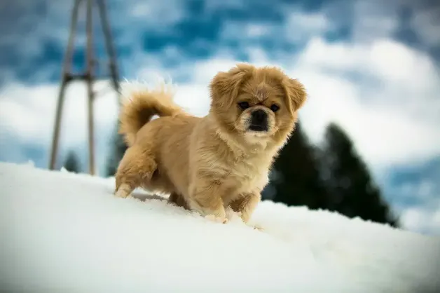 The Tibetan Spaniel, also known as the 'Cutie from the Himalayas,' is a delightful dog breed